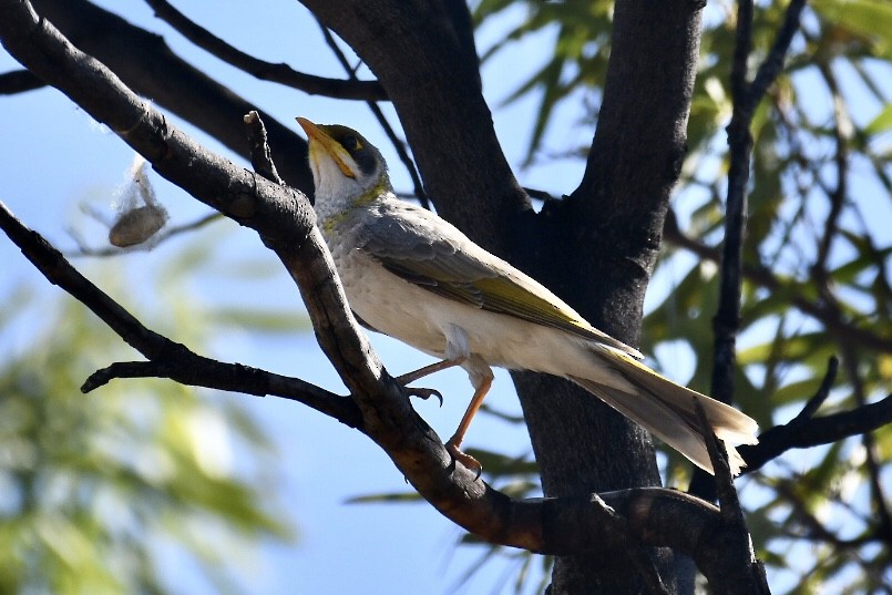 Yellow-throated Miner - Russell Waugh
