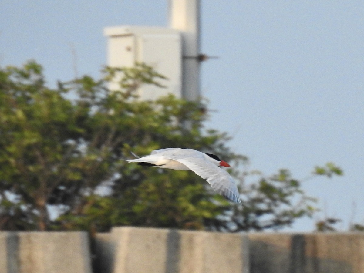 rybák velkozobý - ML583401091