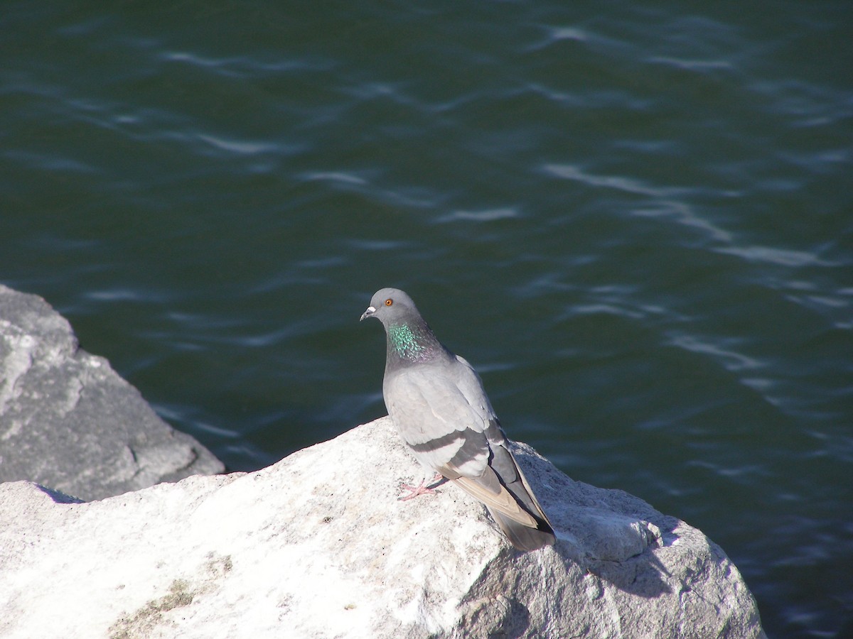 Rock Pigeon (Feral Pigeon) - ML583401131