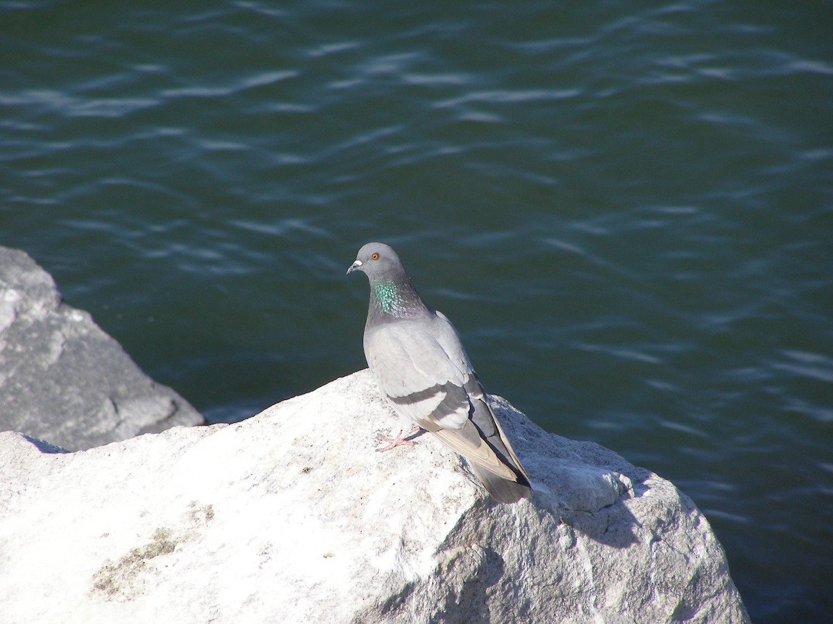 Rock Pigeon (Feral Pigeon) - ML583401141