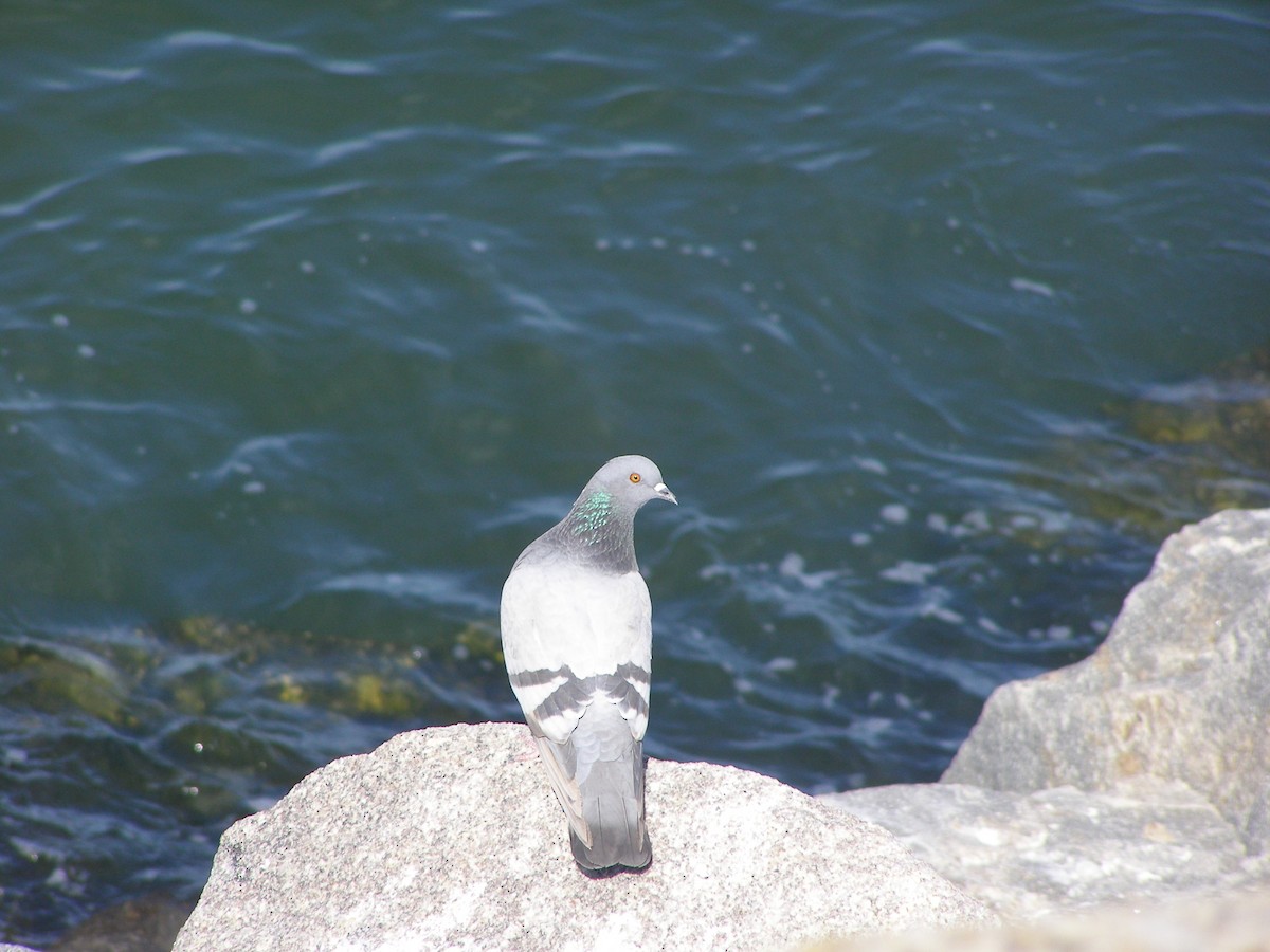 Rock Pigeon (Feral Pigeon) - ML583401151
