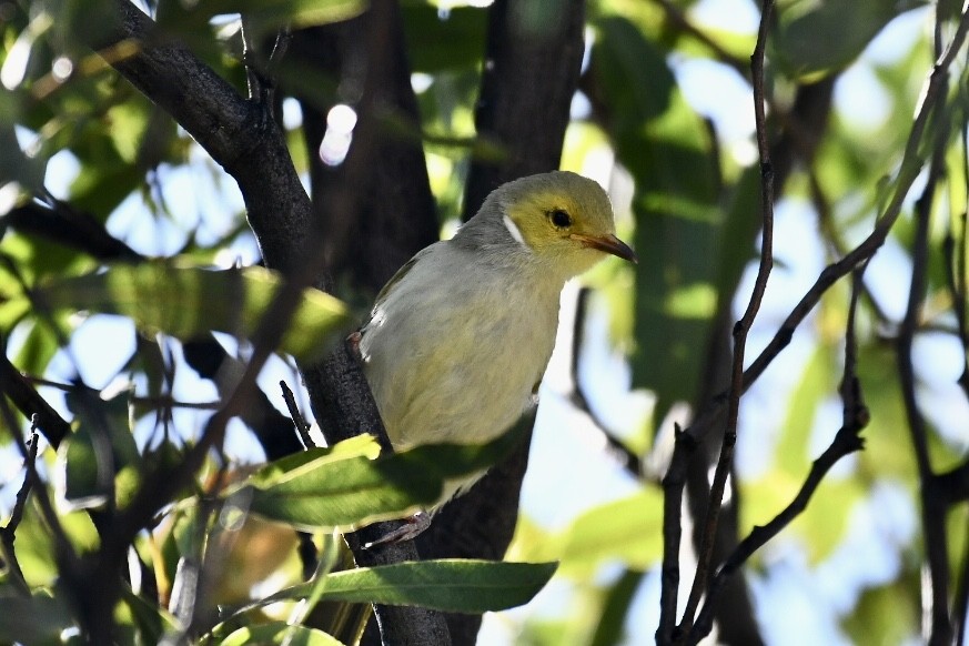 White-plumed Honeyeater - Russell Waugh