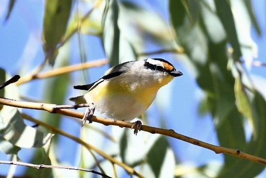 Pardalote Estriado - ML583401211