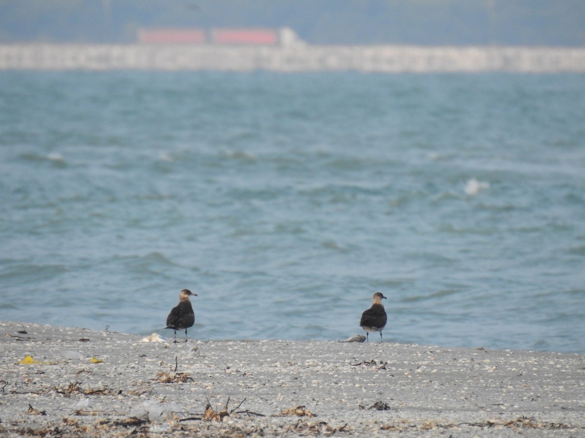 chaluha příživná - ML583401361