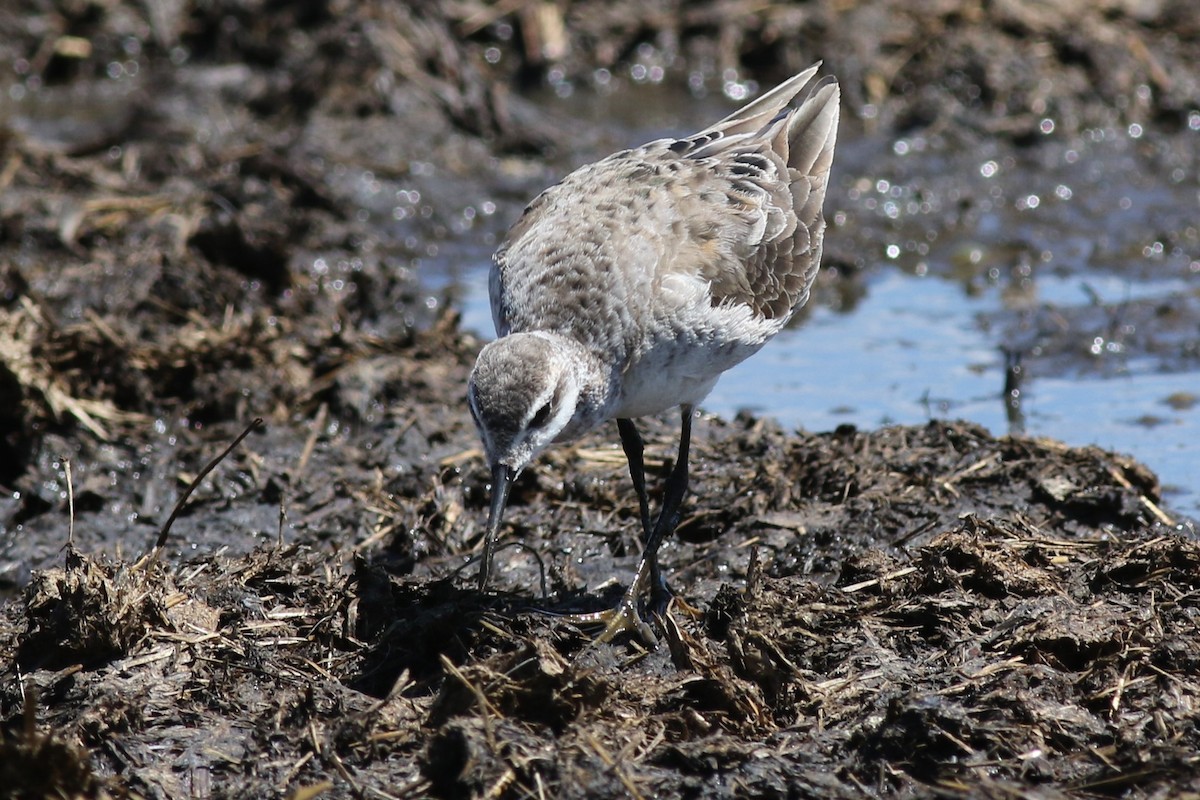 Wilson's Phalarope - ML58340151