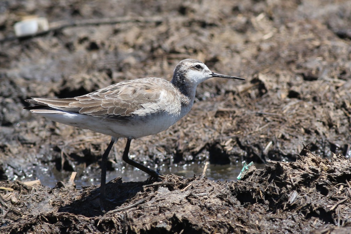 hvithalesvømmesnipe - ML58340181