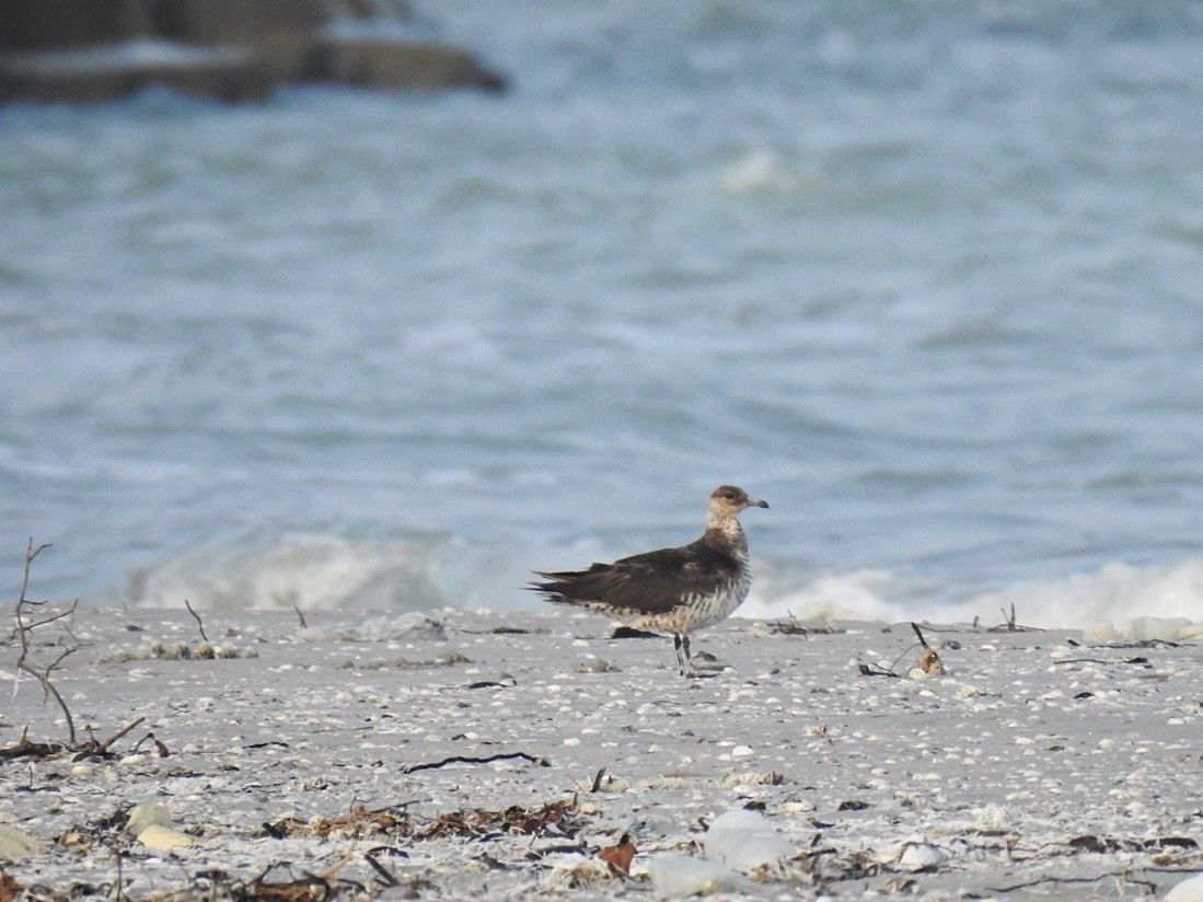 chaluha příživná - ML583402061