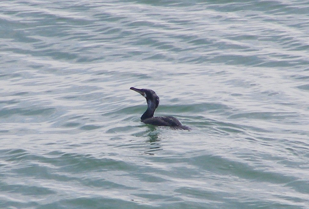 Great Cormorant - ML583402091