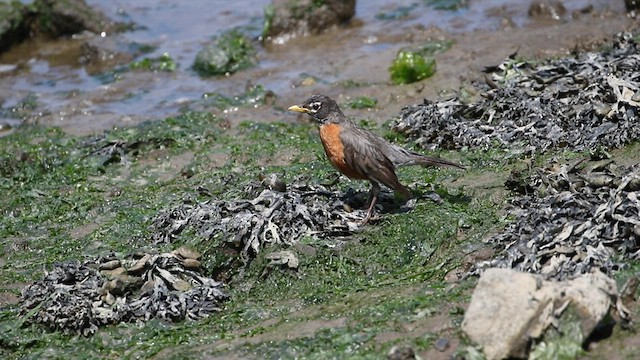 American Robin - ML583402211