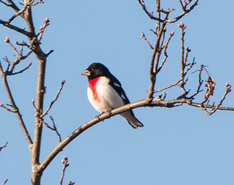 Rose-breasted Grosbeak - ML58340251