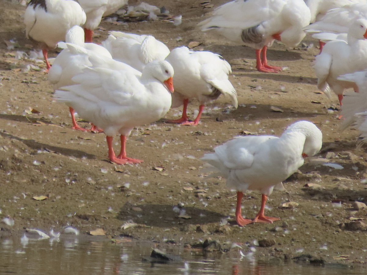 Graylag Goose (Domestic type) - ML583402871