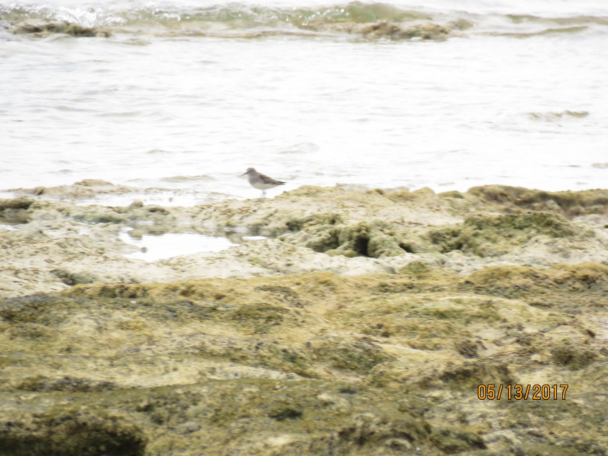 Semipalmated Sandpiper - ML58340301