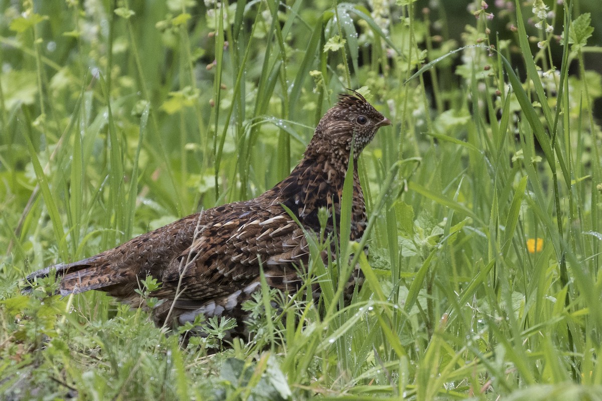 Ruffed Grouse - ML58340411