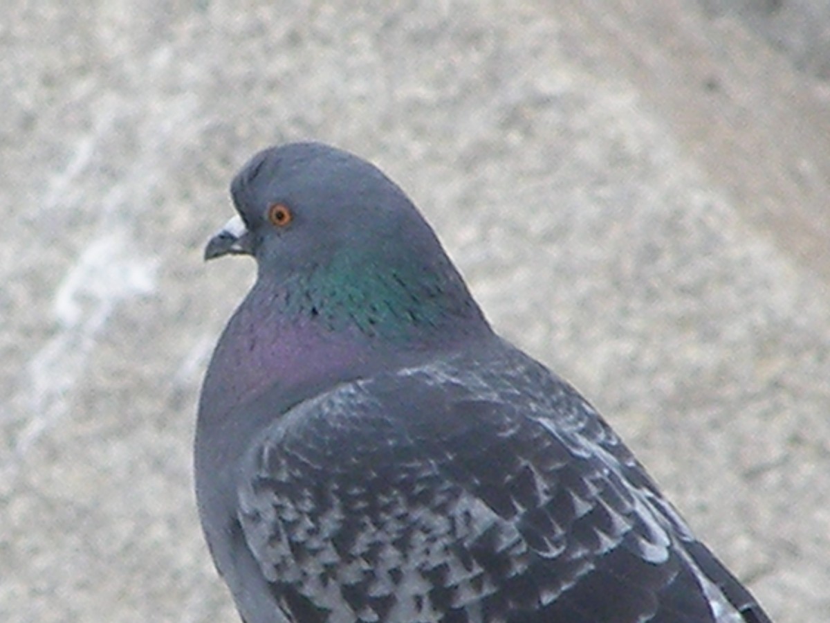 Rock Pigeon (Feral Pigeon) - kenneth lipshy
