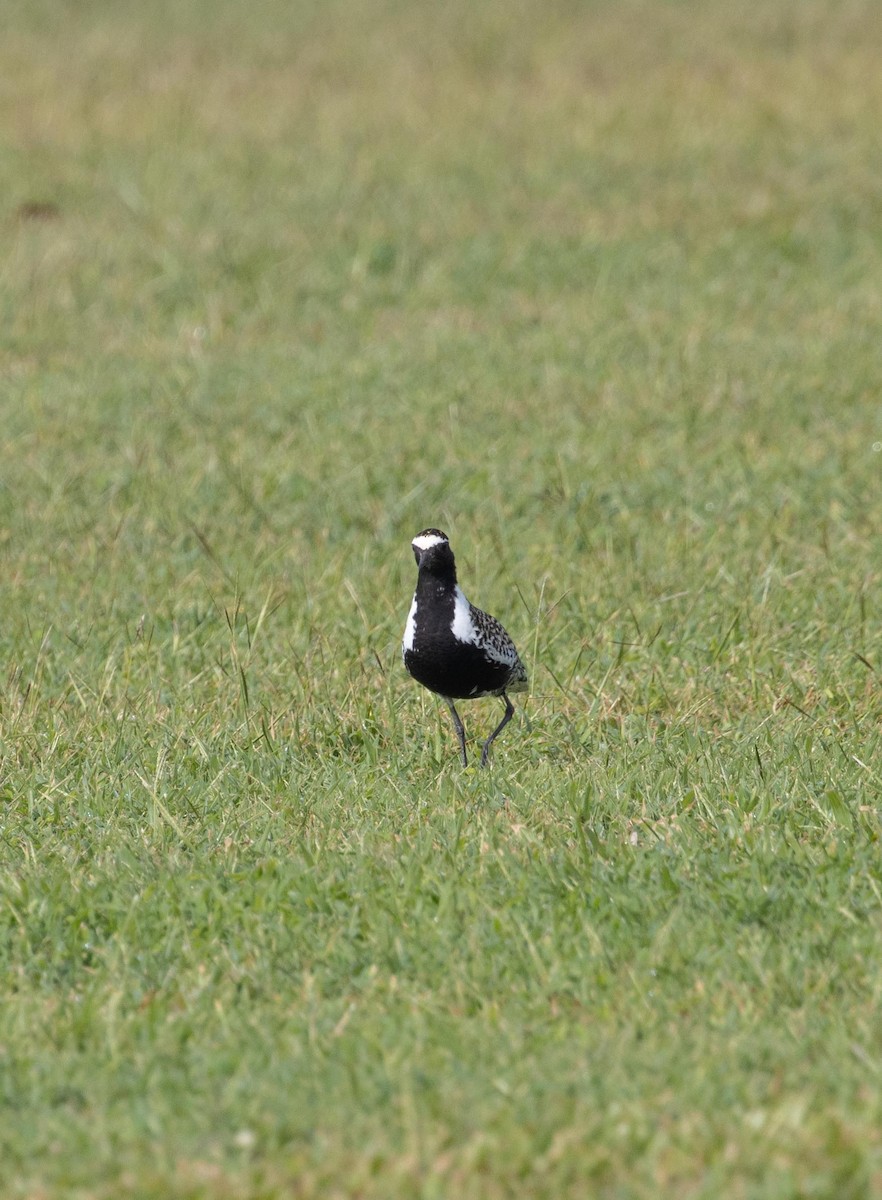 Pacific Golden-Plover - dan davis