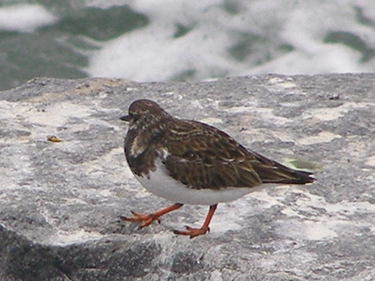 Ruddy Turnstone - ML583404411