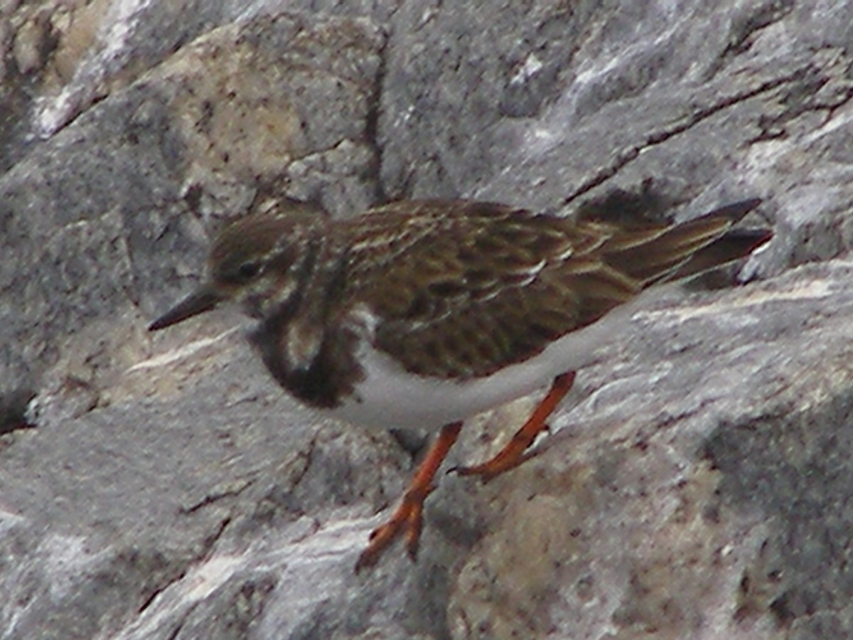 Tournepierre à collier - ML583404431