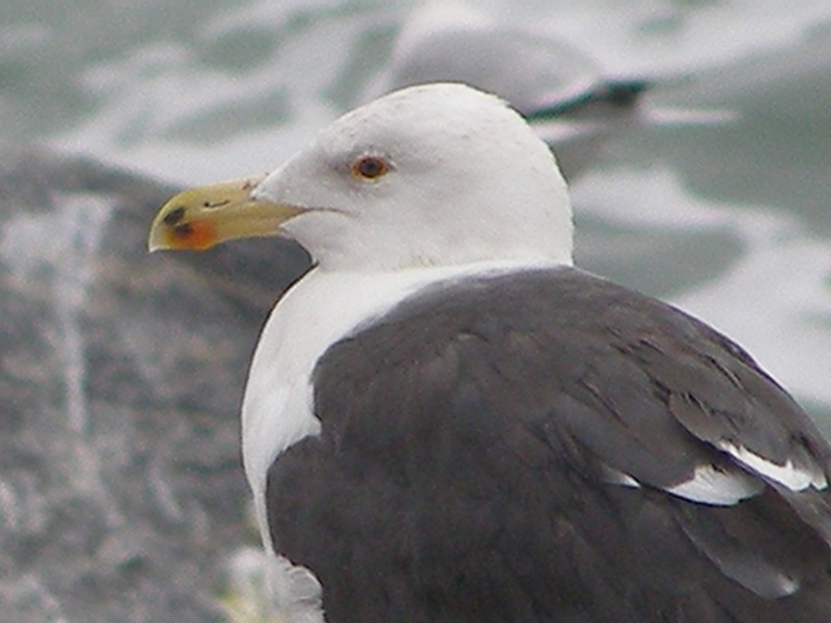 Great Black-backed Gull - ML583404481