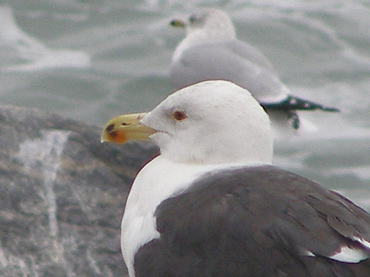 Great Black-backed Gull - kenneth lipshy
