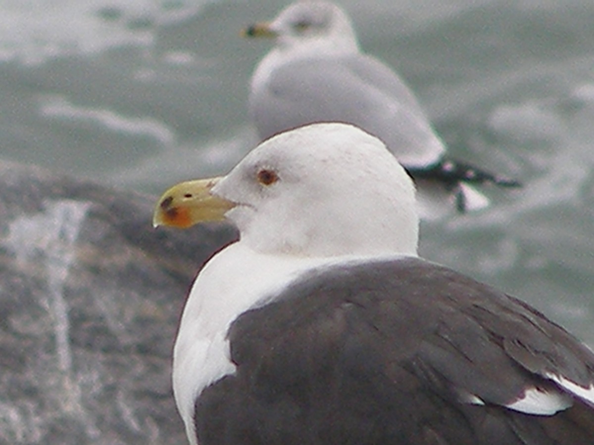 Great Black-backed Gull - ML583404501