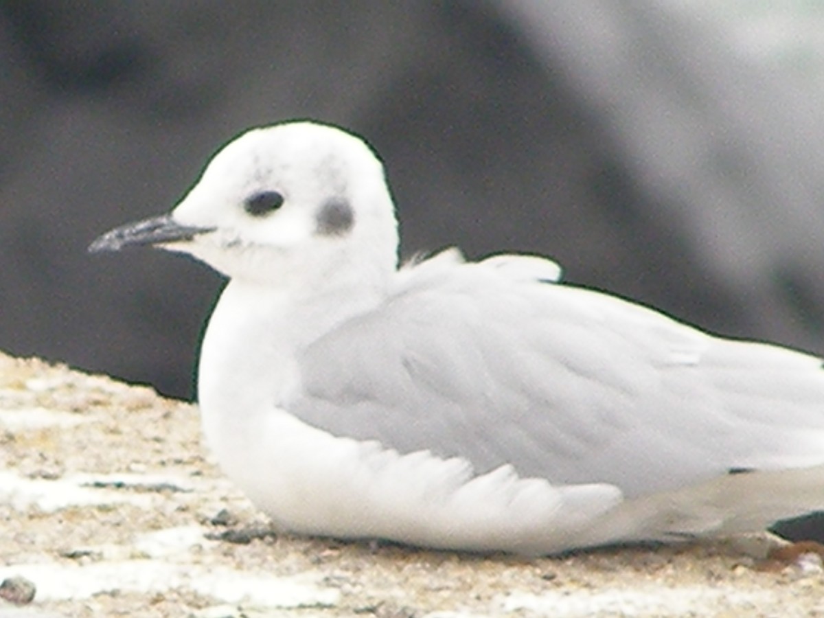 Bonaparte's Gull - ML583404561