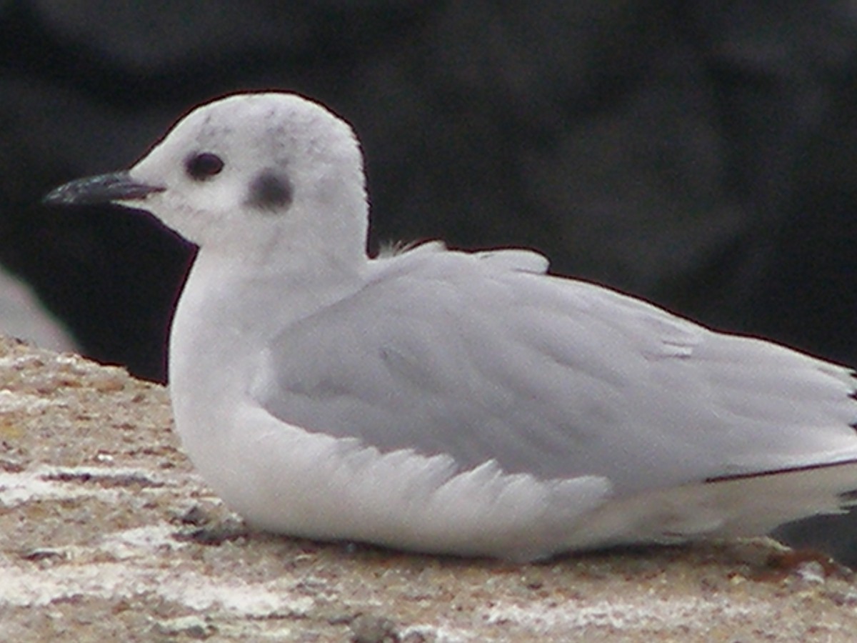 Bonaparte's Gull - ML583404581