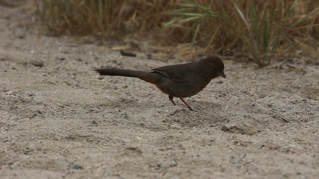 California Towhee - ML583404631