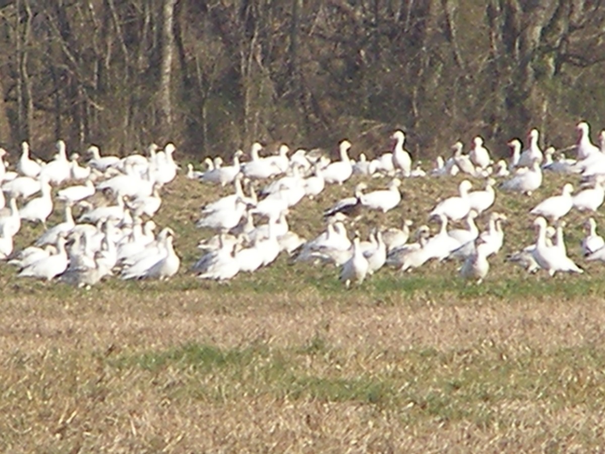 Snow Goose - kenneth lipshy