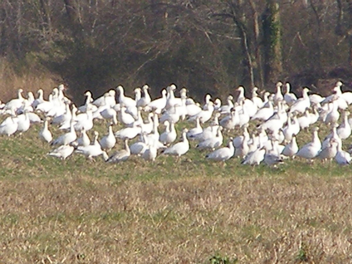 Snow Goose - kenneth lipshy