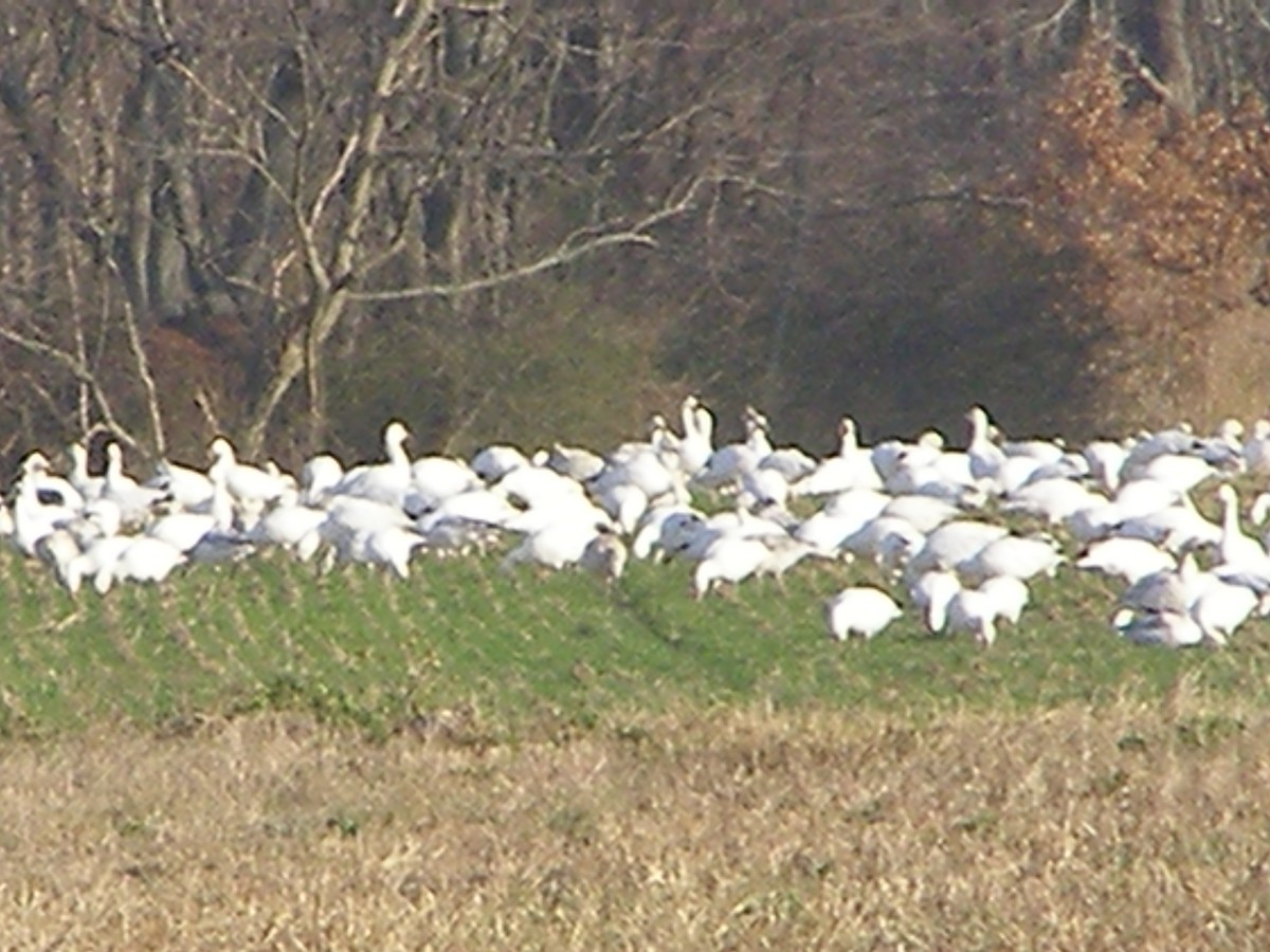 Snow Goose - ML583404721