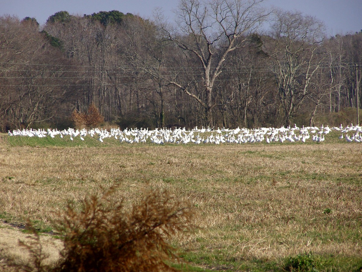 Snow Goose - ML583404731