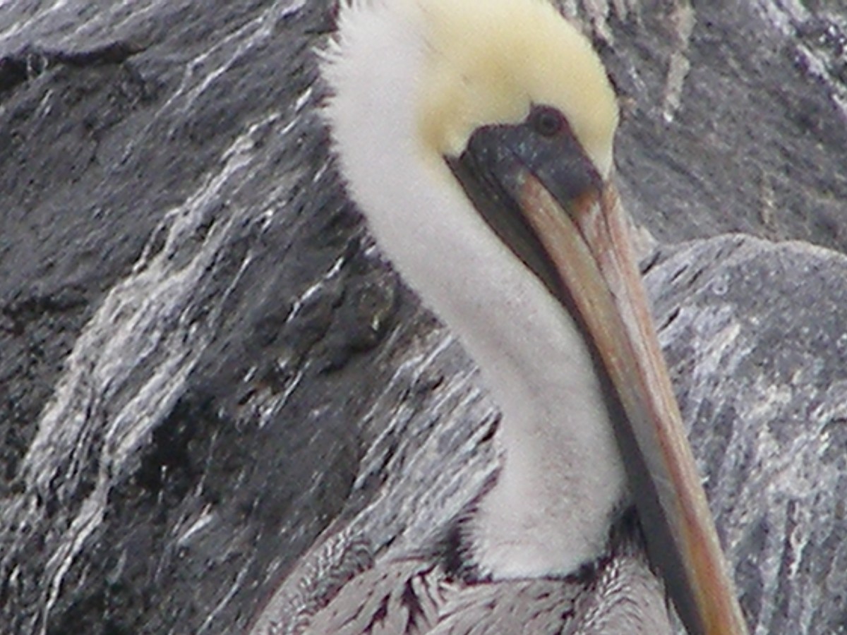 pelikán hnědý - ML583404791