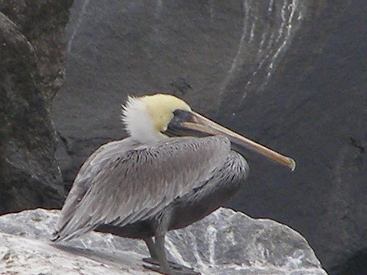 Brown Pelican - kenneth lipshy