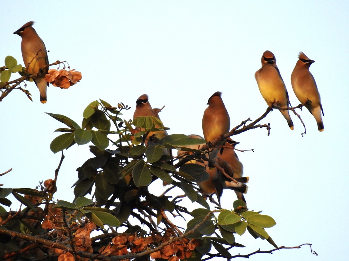 brkoslav americký - ML583405191