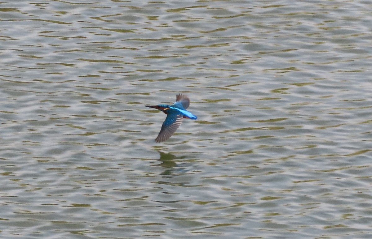 Common Kingfisher - Emanuel Serech