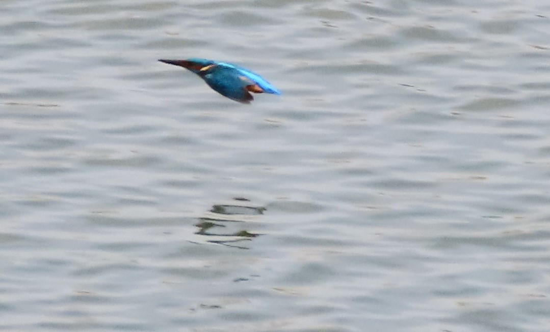 Common Kingfisher - ML583405311