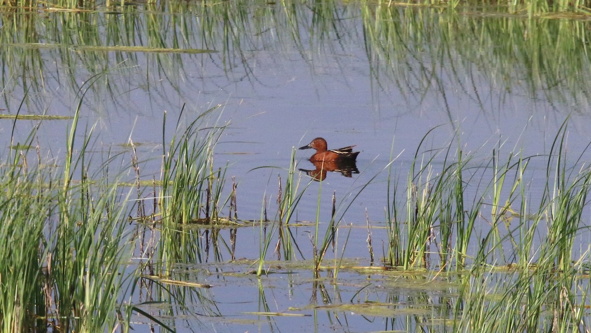 Cinnamon Teal - Deryl Nethercott