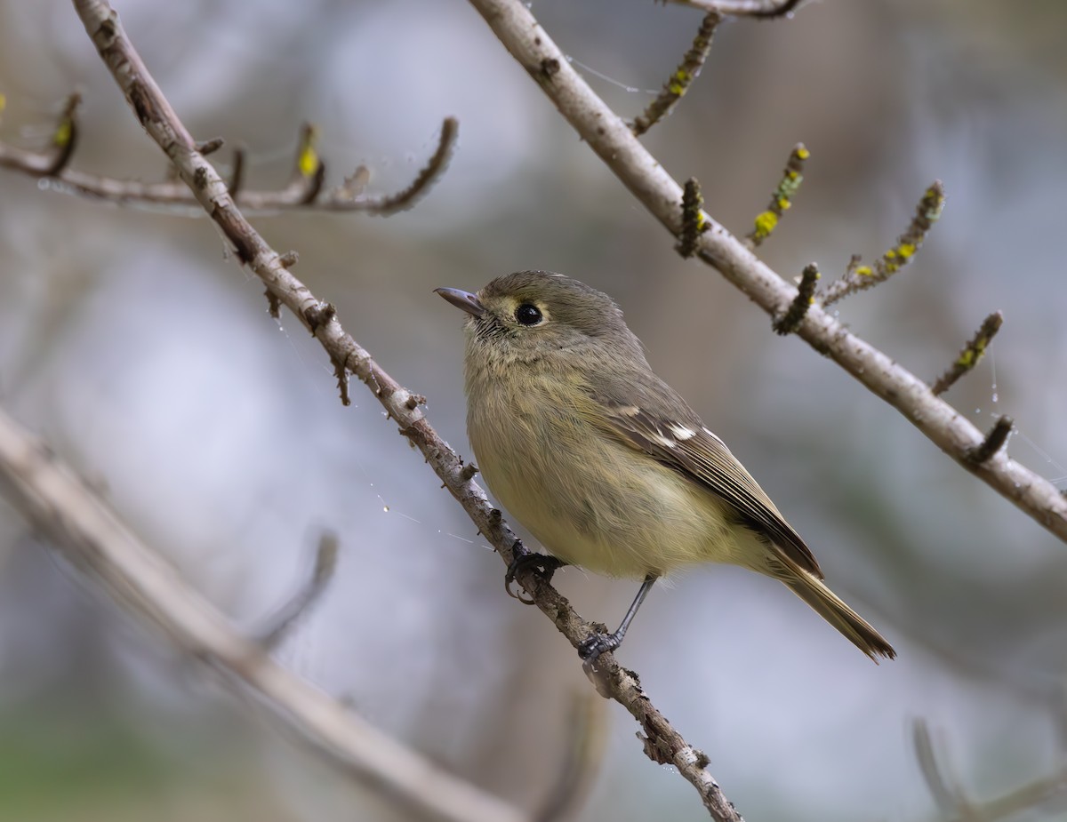 Vireo de Hutton - ML583406461