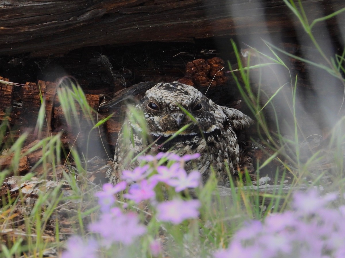 Common Poorwill - ML583407621