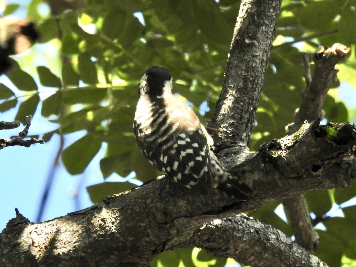 Sunda Pygmy Woodpecker - ML583407981