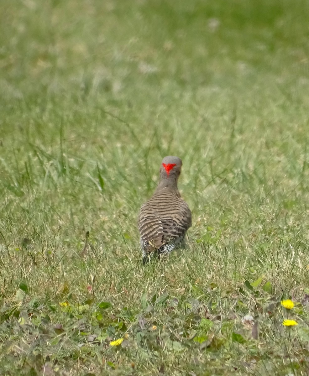 Northern Flicker (Yellow-shafted) - ML583409271