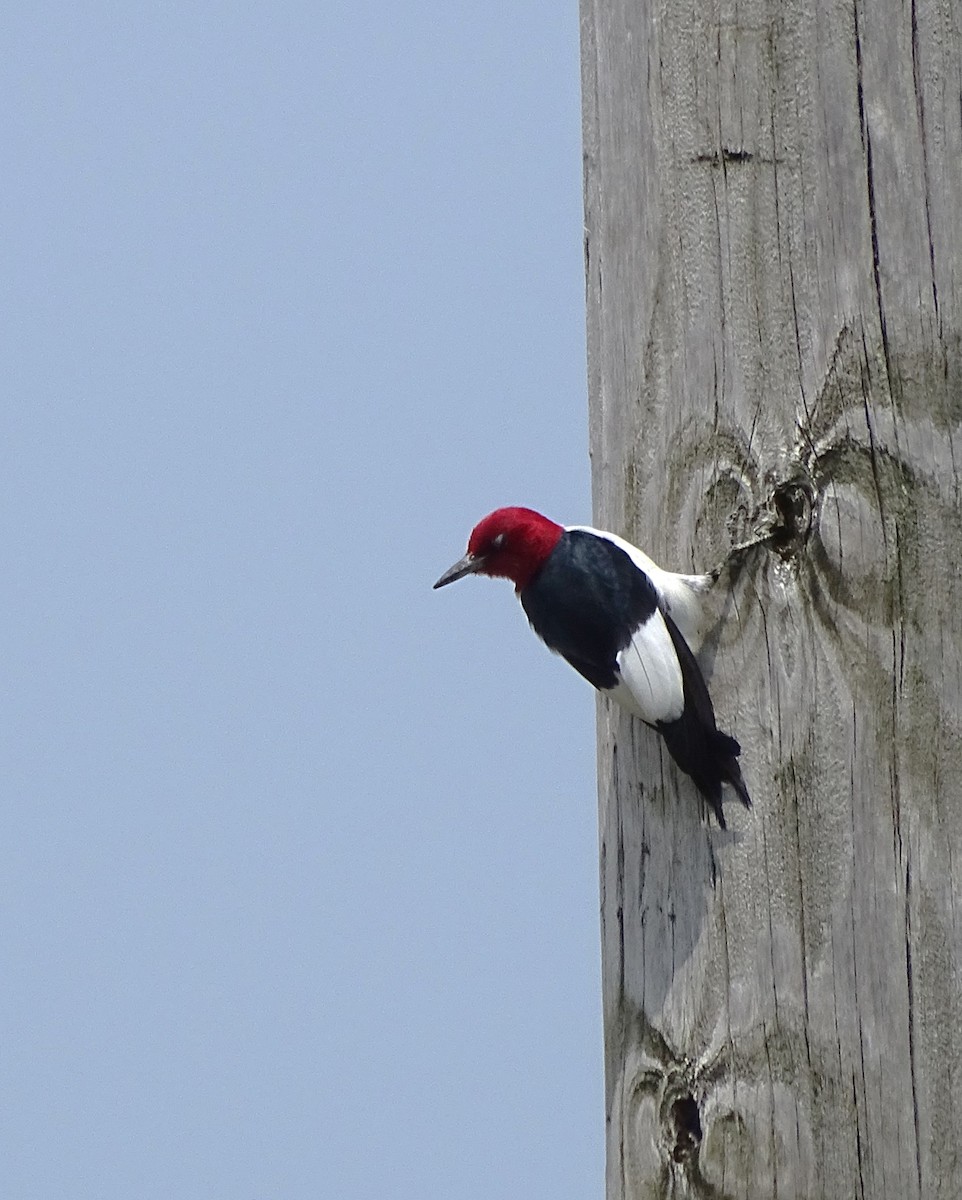 Pic à tête rouge - ML583409391