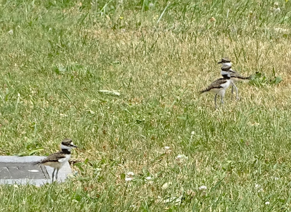 Killdeer - ML583409561