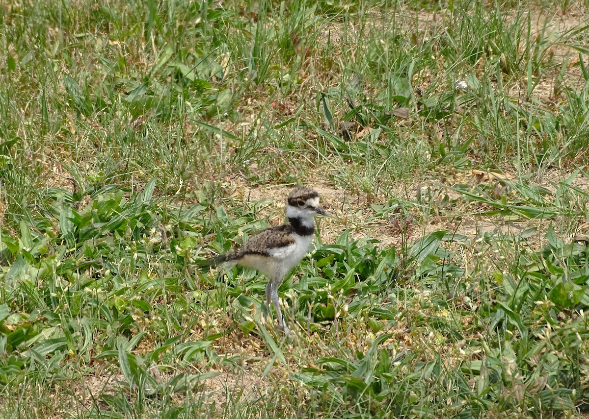 Killdeer - ML583409581