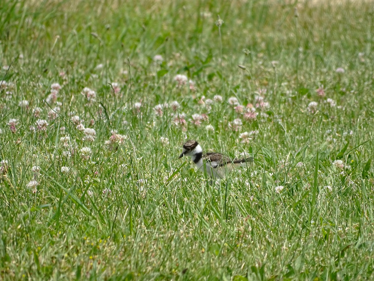 Killdeer - ML583409591