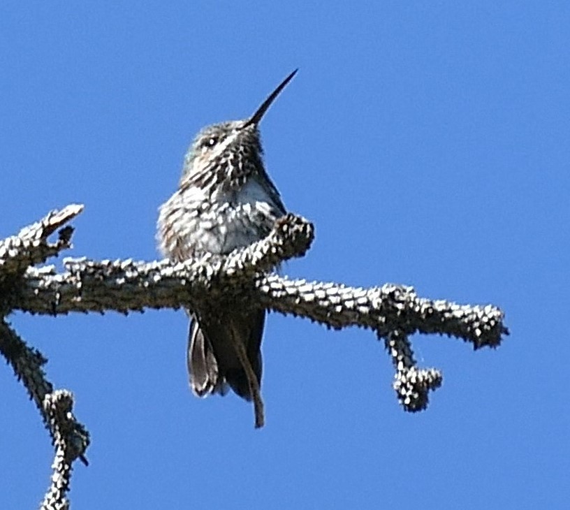 Calliope Hummingbird - ML583409941