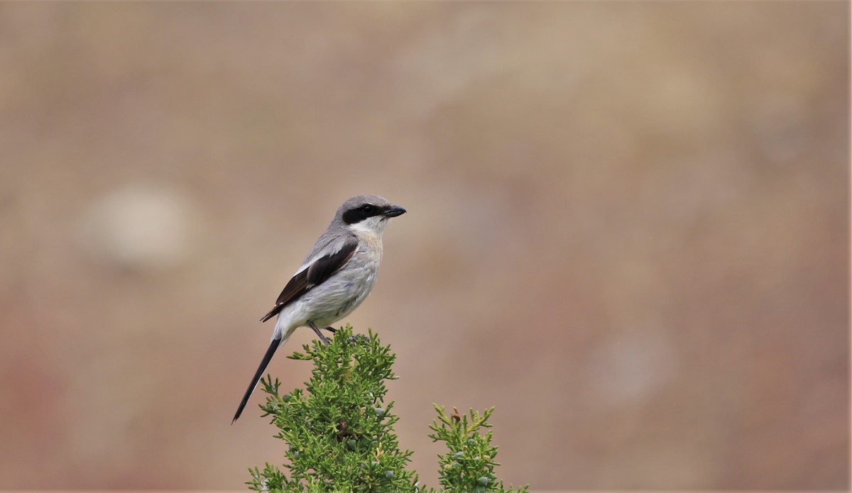 Loggerhead Shrike - Ben Simmons