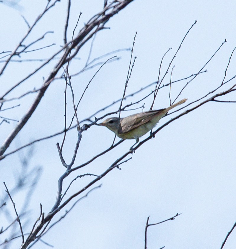 Warbling Vireo - ML583411321