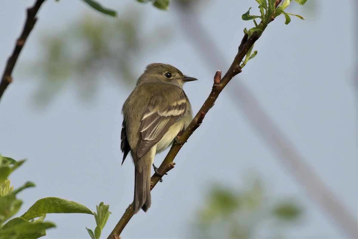 Alder Flycatcher - Kelly Kirkpatrick