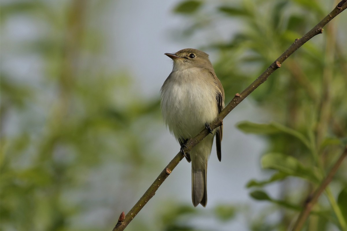 Alder Flycatcher - Kelly Kirkpatrick